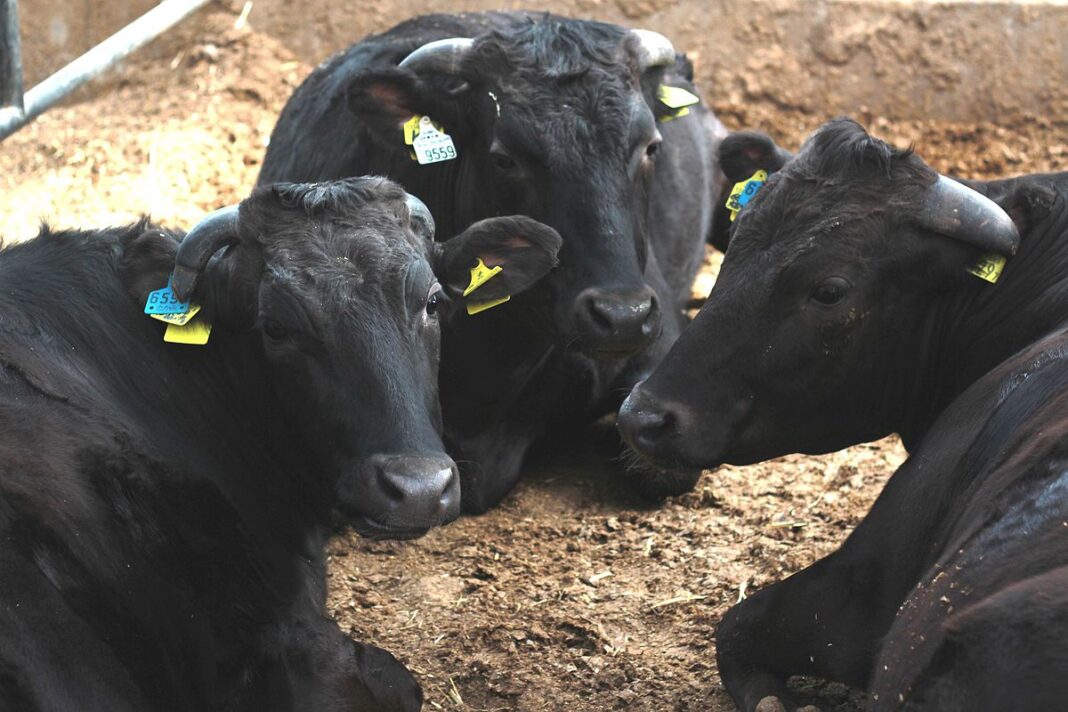 Comisia Europeană a redefinit creșterea animalelor drept „infrastructură critică”