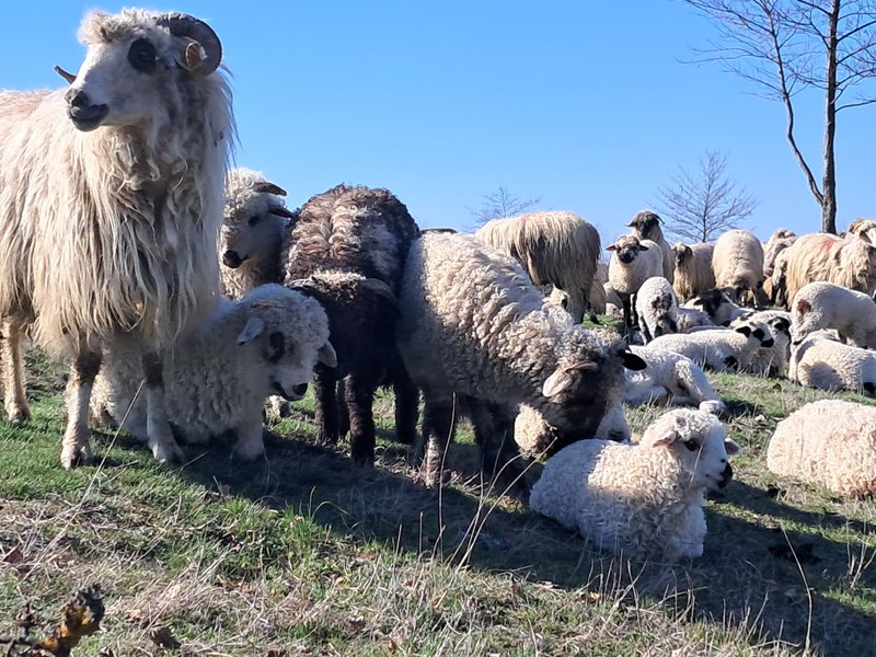 Disperare în rândul crescătorilor de oi: „Vom vedea animale murind de foame”