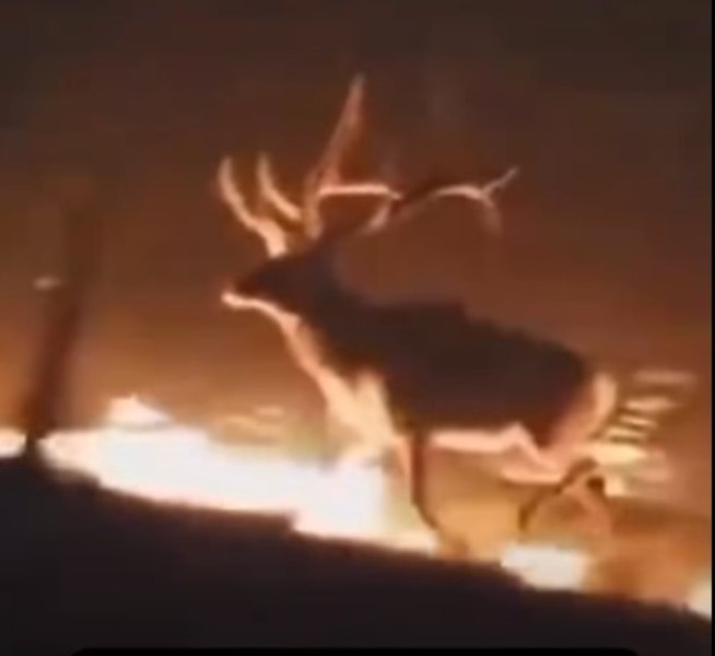 Imagini cutremurătoare cu animale care fug înnebunite din calea flăcărilor uriaşe care au cuprins pădurile în Franţa