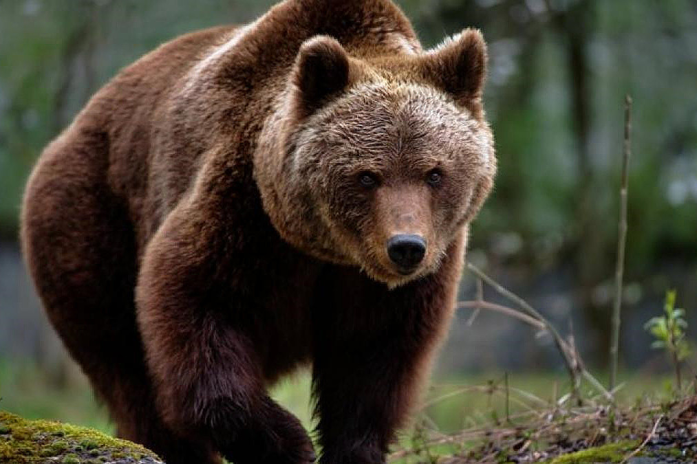 NEWS.ro: Ursoaică intrată în Braşov, împuşcată de autorităţi. Un alt exemplar, femelă cu trei pui, a plecat în pădure, speriată de semnalele acustice puse în funcţiune pentru a alunga animalele