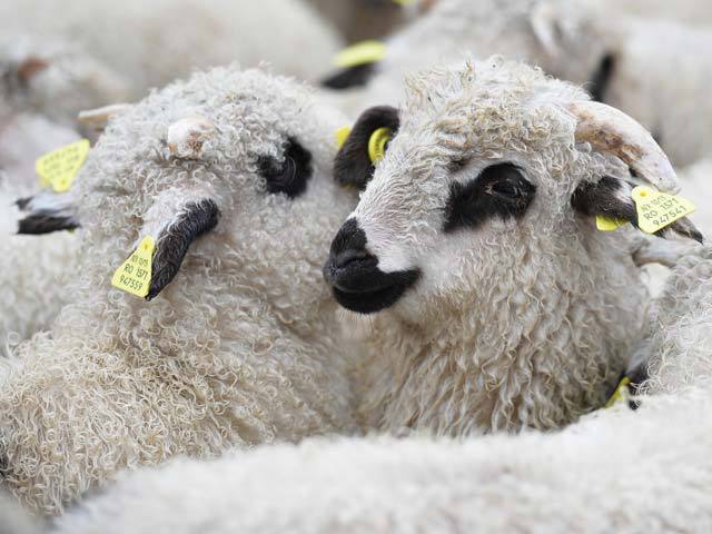 România are peste 10 milioane de ovine, dar doar 1 milion în ferme: „Creşterea pe păşuni, în mod tradiţional, e un avantaj. UE apreciază apropierea de natură, iar ţările în care exportăm ne caută pentru acea floră care se regăseşte în gustul cărnii“