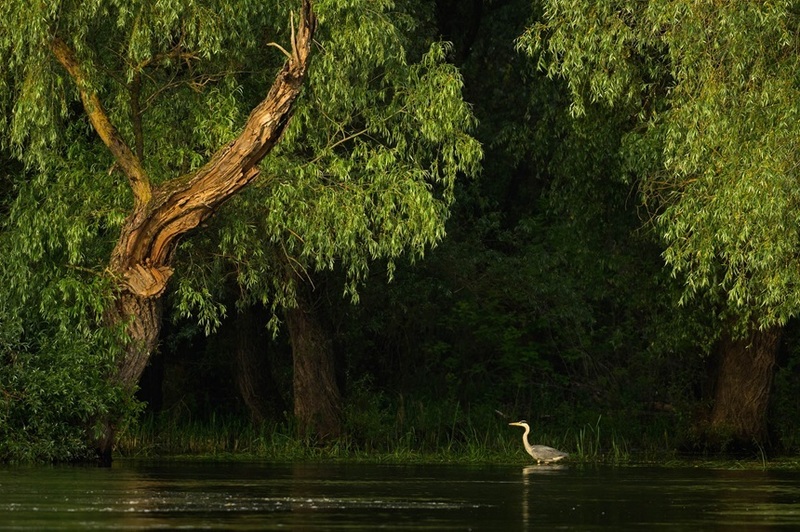 NEWS.ro: Documentarul „Delta Sălbatică” porneşte în caravană în 10 oraşe din ţară şi invită spectatorii să susţină renaturarea unei zone din Delta Dunării