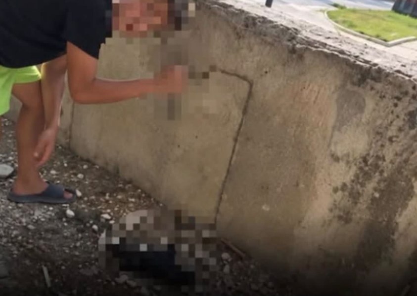 Șapte pui de câine, atacați cu un cuțit de doi copii de 11 și 13 ani din Vâlcea. Doi dintre căței au murit, iar părinții au fost amendați cu doar 500 lei