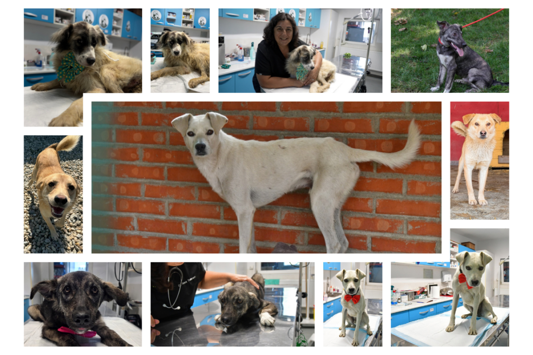 Adopția începe cu încrederea: ce îi poate ajuta pe oameni să facă pasul către un animal din adăpost. Studiul Mars analizează principalele bariere din calea adopției, iar Adăpostul Speranța încurajează familiile să ofere unui câine șansa la un „acasă” pentru totdeauna
