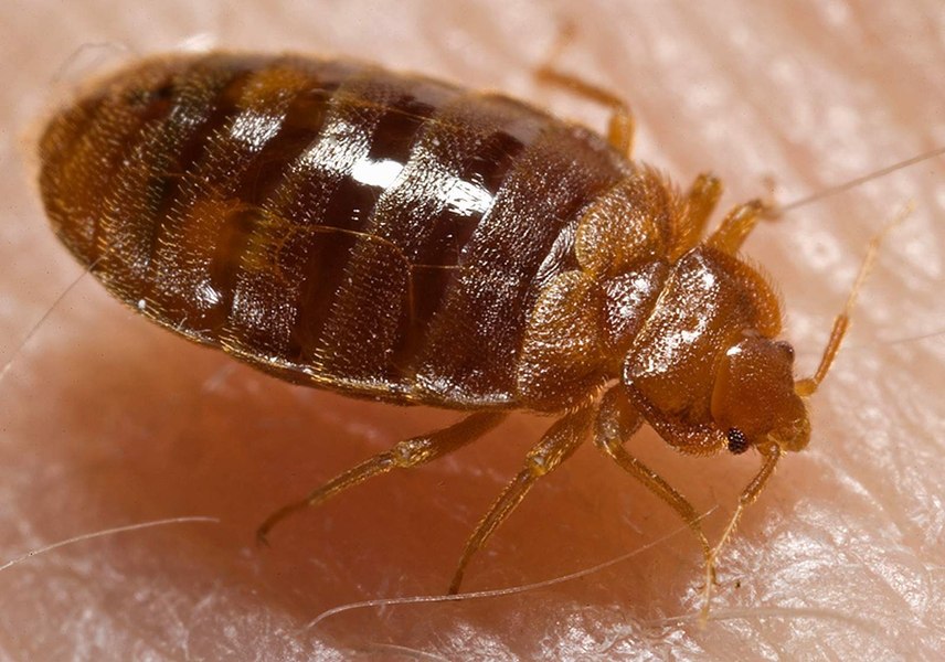 Alertă de ploșnițe la ASE. Studenții reclamă prezența insectelor în clădirea de pe Calea Dorobanți. Ce spune conducerea
