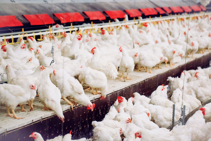 Analiză. ZF România, de la import şi consum la export şi producţie. Puiul ţine pe linia de plutire exporturile din sectorul cărnii: în clasamentul primilor 10 exportatori, opt au în portofoliu şi carne de pasăre
