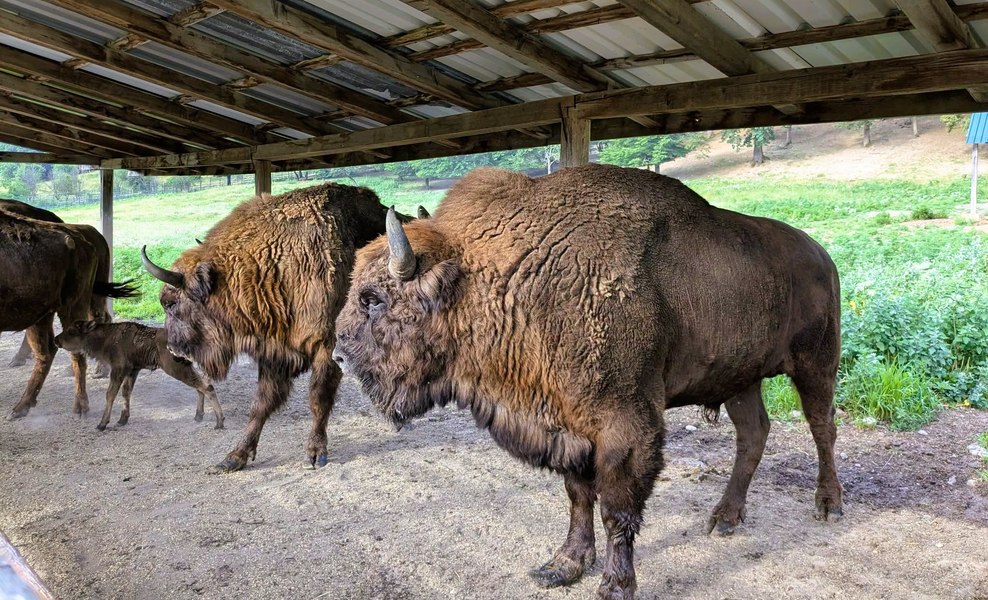 Animalele legendare care au stăpânit pădurile Carpaților. Cum au dispărut bourii și au fost salvați zimbrii