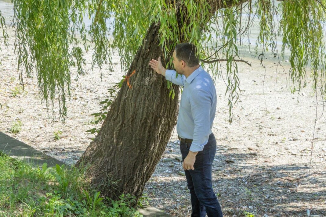 Ciucu explică de ce lucrările au încetinit în Herăstrău, la circa 20% din execuție: Proiectul inițial prevedea o grindă de beton de doi metri în jurul lacului / „Toți arborii de lângă mal urmau să fie rași” / „Am ales să ne oprim și să regândim proiectul” / Bucureștenii pot consulta online starea fiecărui arbore