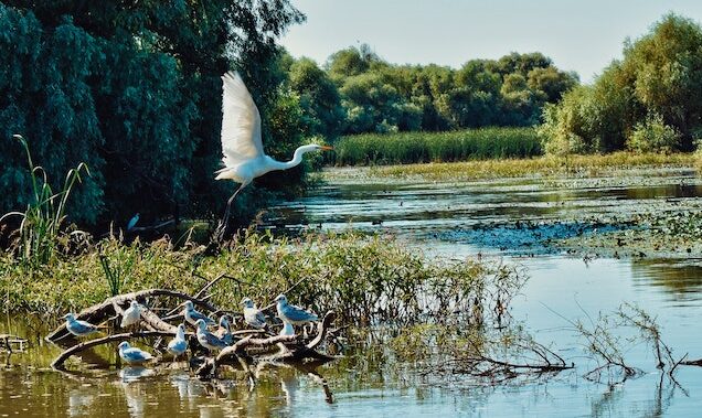 De la pește la culturi agricole și subvenții APIA / Cum au devenit 179 de hectare din Delta Dunării teren arabil cu acte în regulă