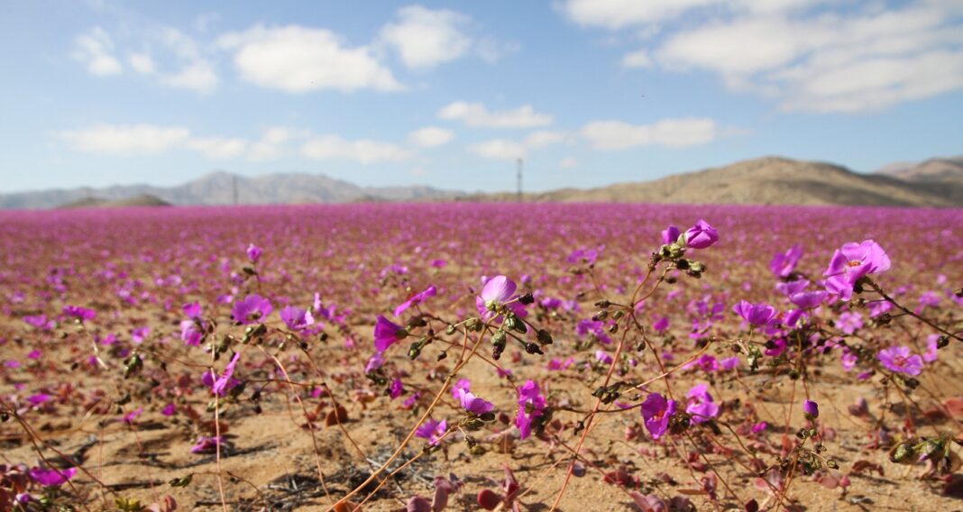 Deșertul Atacama, cel mai arid de pe Pământ, este acoperit acum de flori sălbatice / Fenomenul meteorologic El Niño a adus ploi abundente în regiune