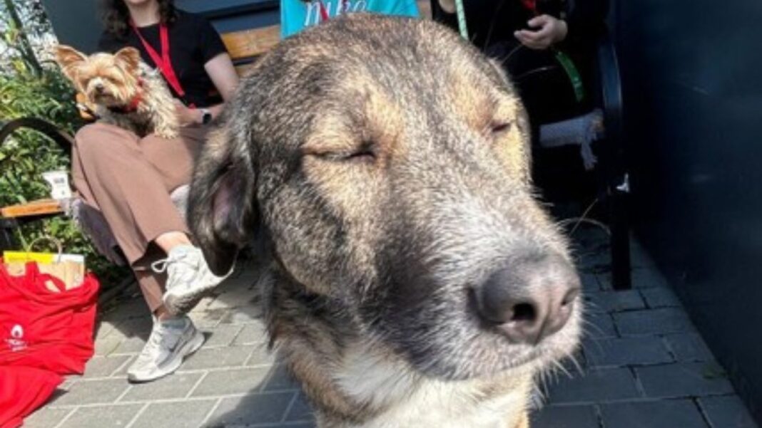 La Iași, un câine donează sânge pentru alți câini / Boica va fi primul donator al băncii locale de sânge pentru animale