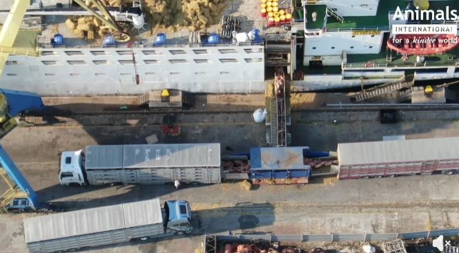 NEWS.ro: Animals International: Am solicitat în această seară Comisiei Europene suspendarea exporturilor maritime de animale vii din Portul Midia / Dacă un livestock carrier este lovit de o dronă nu există nicio posibilitate reală de evacuare a animalelor