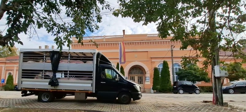 NEWS.ro: ANSVSA: Două transporturi ilegale cu 34 de porci proveniţi din Ungaria, oprite în trafic la Nădlac/S-a dispus uciderea şi incinerarea animalelor