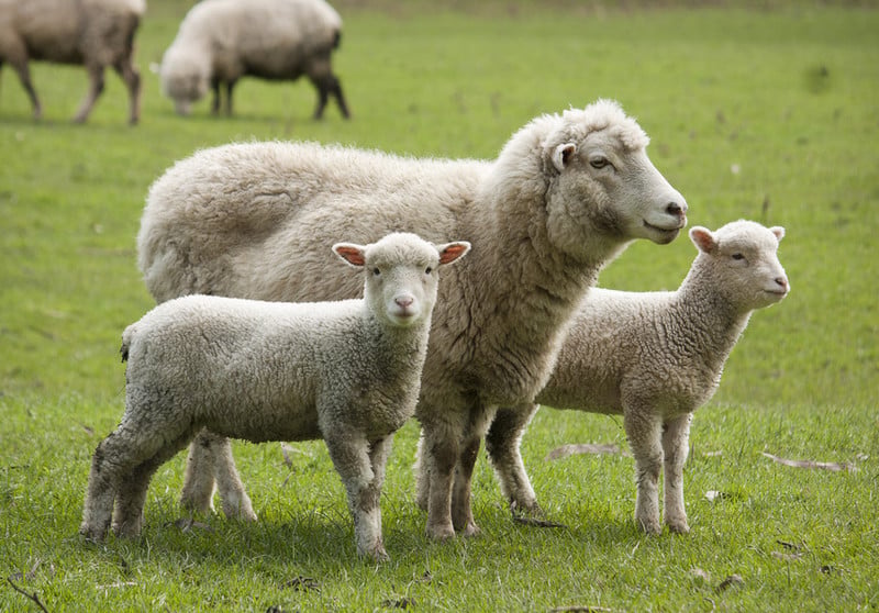 NEWS.ro: ANSVSA: O primă tranşă de 300.000 de doze de vaccin gratuite de la CE destinate combaterii  Pestei Micilor Rumegătoare la ovine a sosit în România/ Restul până la 1,1 milioane de doze ajunge până duminică