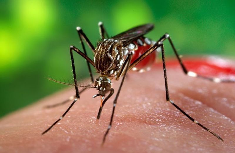 NEWS.ro: Institutul Naţional de Sănătate Publică: 121 cazuri de infecţie cu virusul West Nile şi 8 decese de la debutul sezonului