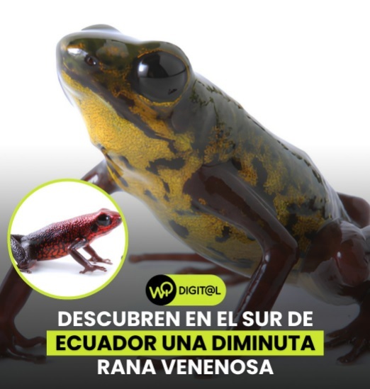 NEWS.ro: O nouă specie de broască minusculă, descoperită în Ecuador