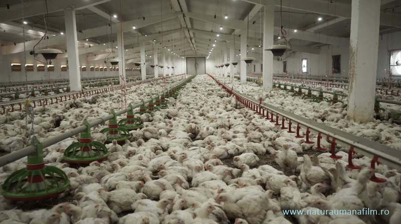 NEWS.ro: O organizaţie pentru protecţia animalelor critică programul de guvernare Niculescu şi solicită retragerea finanţării destinate fermelor de porci şi păsări şi eliminarea promisiunii de a debloca exporturile de ovine vii către state din afara UE