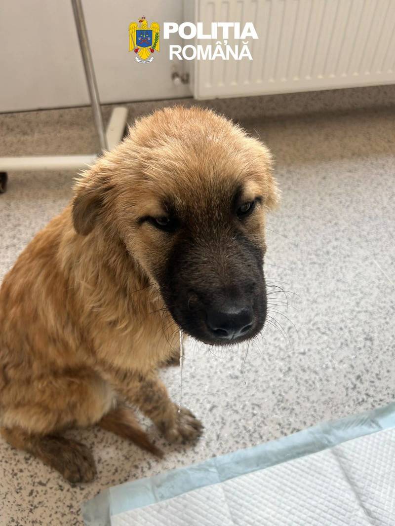 NEWS.ro: Sibiu: Bărbat de 47 de ani, reţinut după ce a pus un câine într-un sac pe care l-a legat şi apoi l-a aruncat într-un râu / Animalul a fost salvat şi dus într-un adăpost