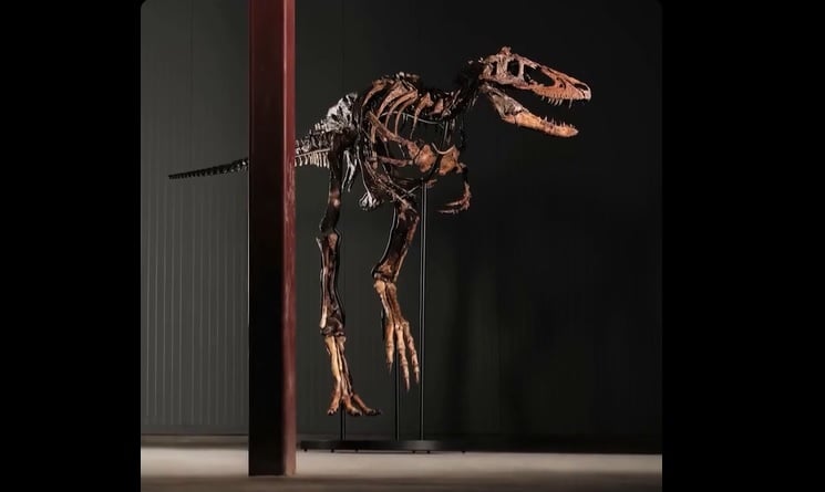 NEWS.ro: Un schelet rar de Nanotyrannus s-a vândut cu 47,3 milioane de dolari la o licitaţie din New York - VIDEO