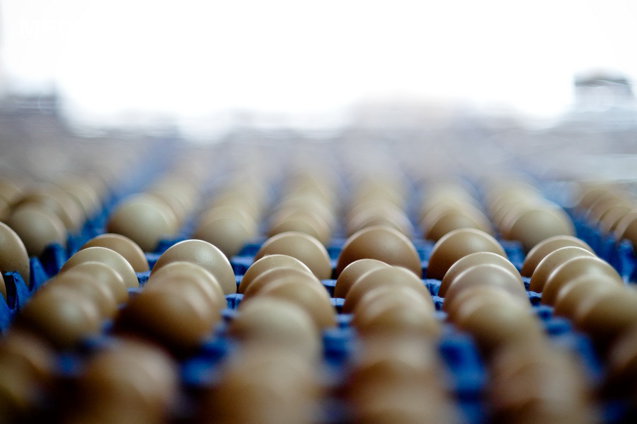 Polonia: producţia de ouă atinge un maxim record în 2025