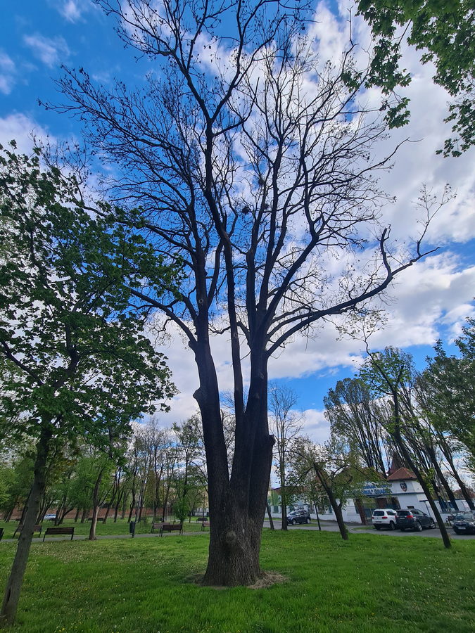 Primăria Oradea a tăiat unul dintre cei mai vechi arbori din oraș: un frasin care avea aproape 250 de ani / Doborârea lui ar fi trebuit făcută doar cu avizul Gărzii Forestiere