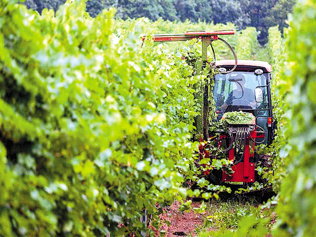 Producătorul Carastelec din Banat a mizat pe un model de business diferit: 95% din producţie reprezintă vin spumant pe o piaţă unde domină vinurile liniştite. De ce?