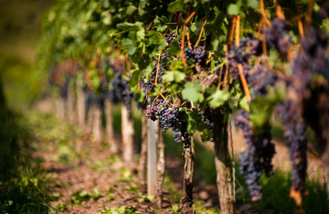 Producție de aproape 35 de milioane de hectolitri de vin, în acest an, în județul Iași / Sub nivelul anului trecut și cu mult sub media ultimilor ani /Desfacere în Japonia, UK, India și Cambodgia