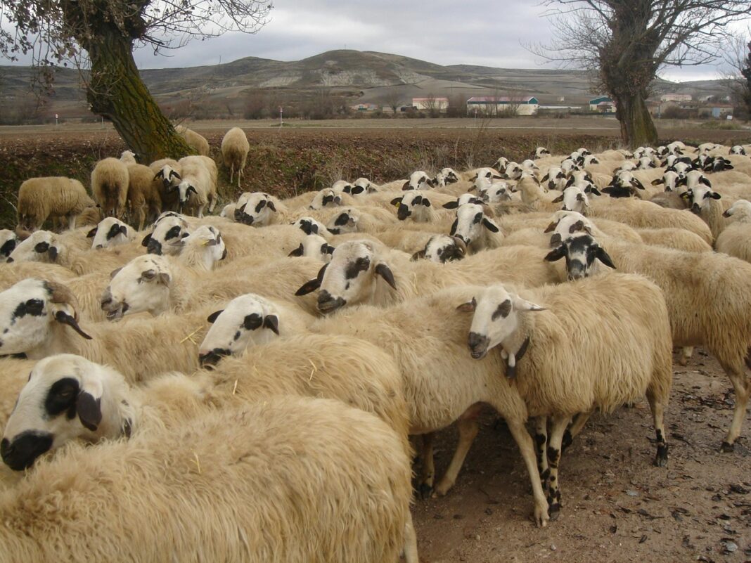 Şase certificate sanitar-veterinare, parafate pentru reluarea exporturilor de animale vii şi produse de origine animală româneşti către Libia, anunță ANSVSA