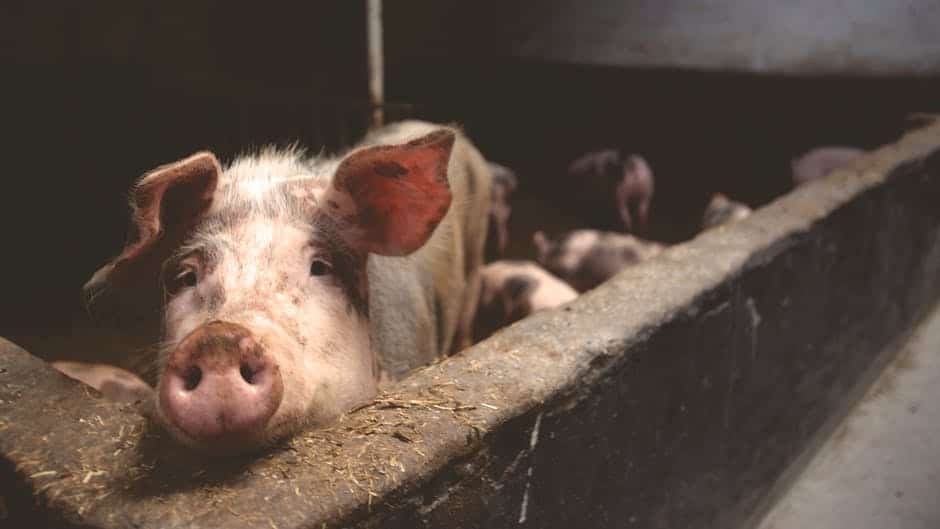 Tăierea porcului, devansată cu două luni în Constanța / Sătenii din Mircea Vodă se tem că vor rămâne fără animale din cauza pestei / Primar: ”L-au băgat la ladă ca să nu rămână fără carnea pentru care au muncit”