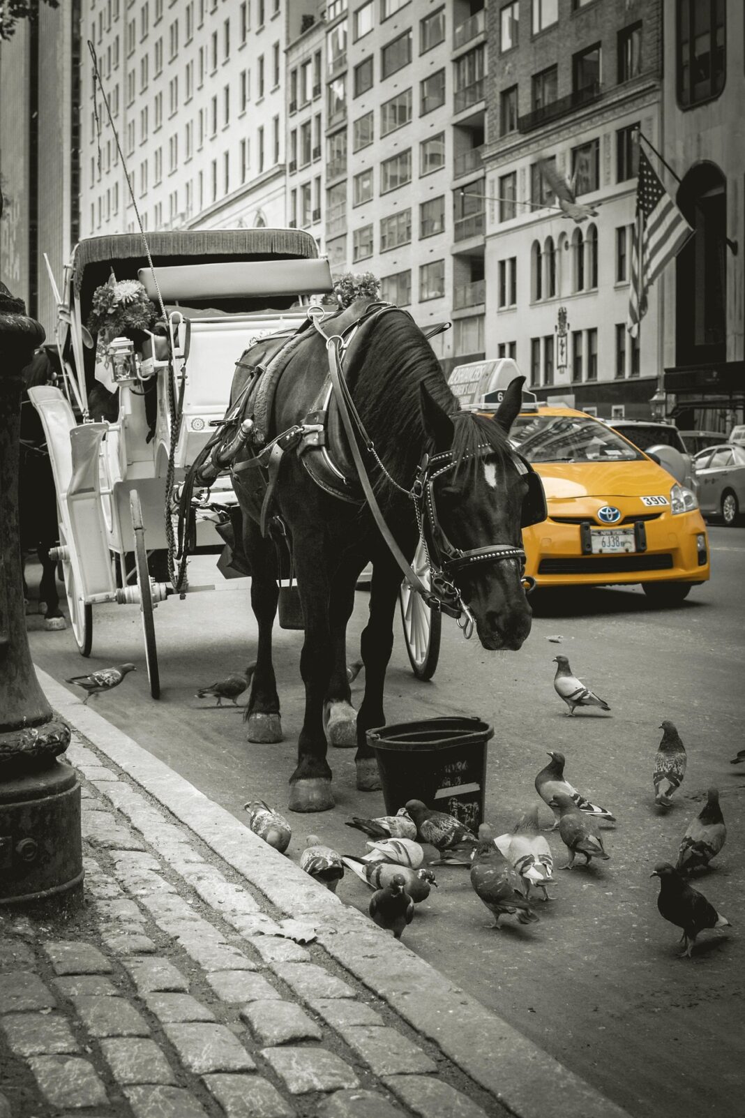 Trăsurile cu cai vor fi interzise în New York /  Organizațiile de mediu susțin că animalele sunt suprasolicitate, se sperie ușor și trăiesc în grajduri necorespunzătoare