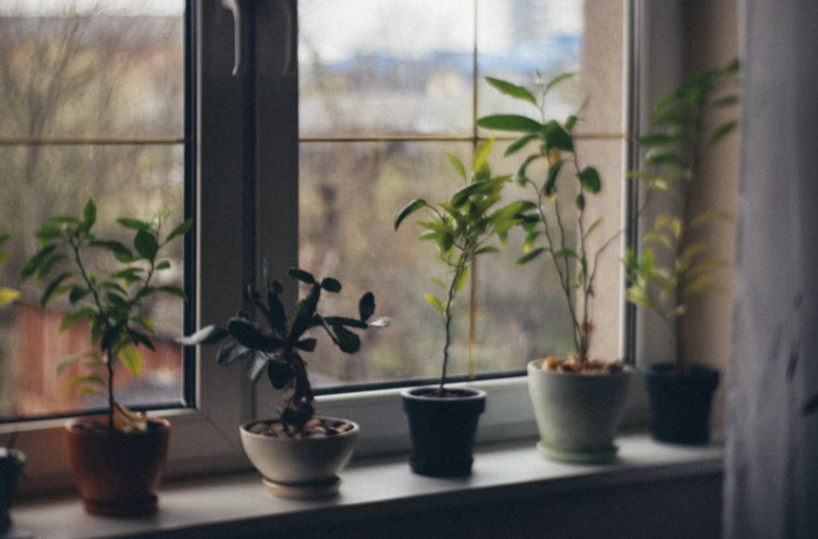 Trucuri pentru îngrijirea plantelor de interior: Este pervazul prea rece pentru plante în timpul iernii?