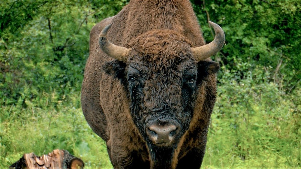 Un zimbru de aproape o tonă a fost găsit fără cap la Măgura Ilvei. Ce suspiciuni au autoritățile în legătură cu moartea animalului