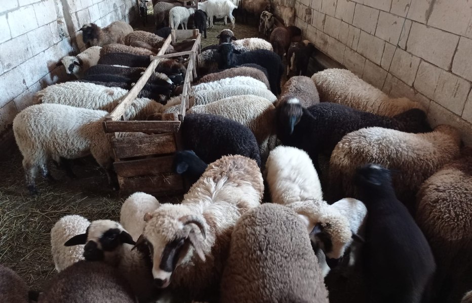 Vaccinarea oilor și caprelor a început, dar exporturile rămân în ceață. Fermierii nu mai pot ține mieii în ferme