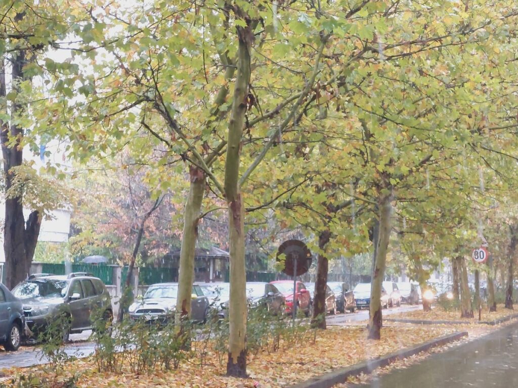 VREMEA: Cod galben de ploi abundente în sudul României, lapoviță și ninsoare la munte / În București, vremea se răcește brusc